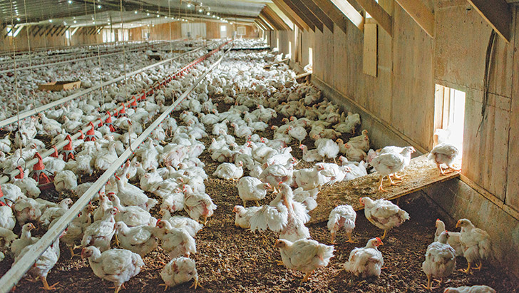 organic-broiler-chickens
